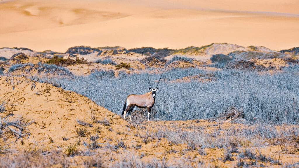 Pangaea Tours Dunes Walvis Bay Namibia Sandwich Harbour Desert & Dune Tours Marine Cruise Pelican Point, Seal Colonies Birds, Dolphins & Whales