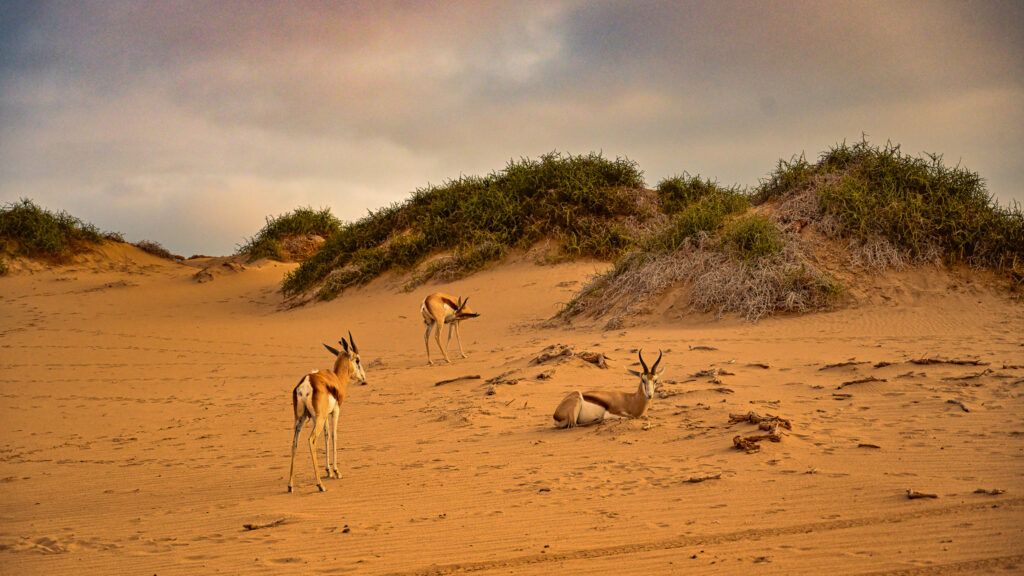 Pangaea Tours Dunes Walvis Bay Namibia Sandwich Harbour Desert & Dune Tours Marine Cruise Pelican Point, Seal Colonies Birds, Dolphins & Whales