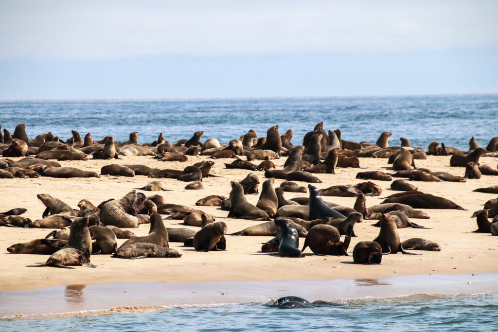 Sandwich Harbour 4x4 dune desert safaris pelicanpoint Swakopmund walvis bay oryx flamingo whales seals mola mola pelican Namibia 