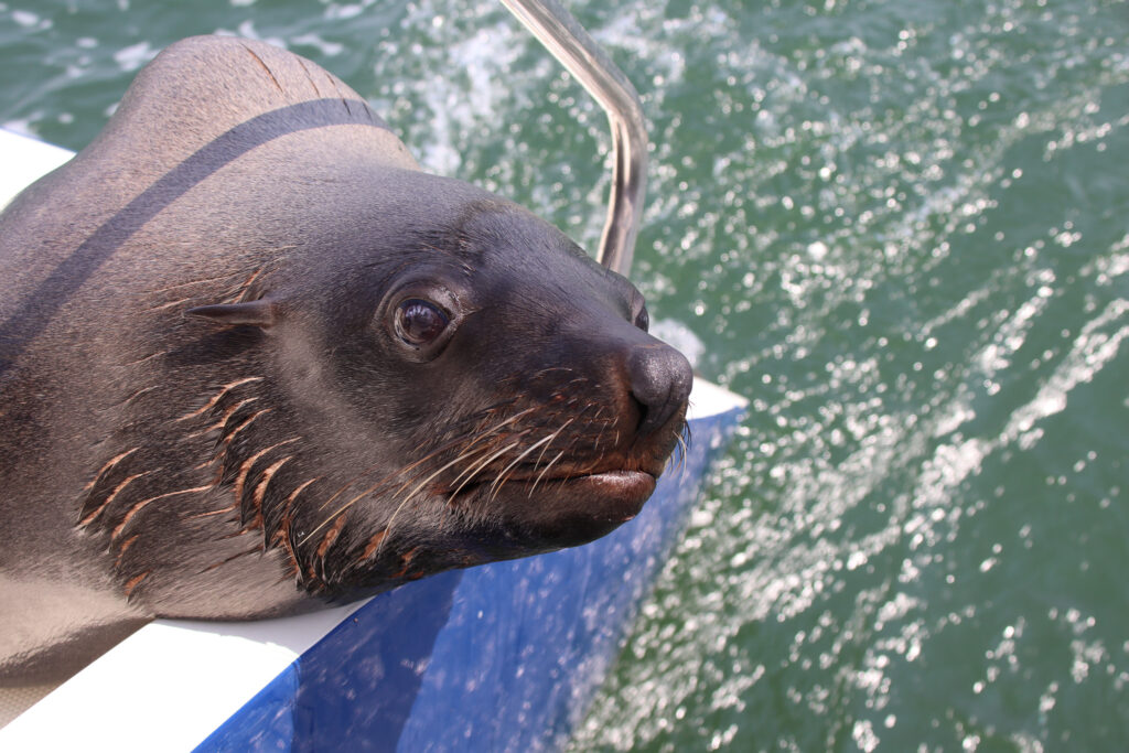 Pangaea Tours Dunes Walvis Bay Namibia Sandwich Harbour Desert & Dune Tours Marine Cruise Pelican Point, Seal Colonies Birds, Dolphins & Whales