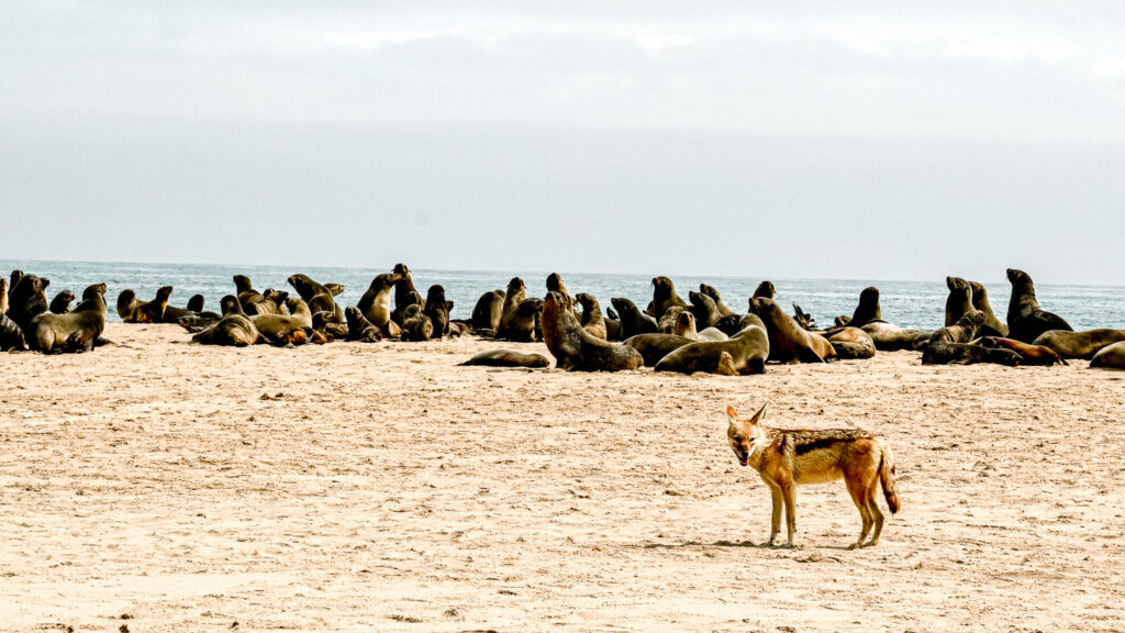 Pangaea Tours Dunes Walvis Bay Namibia Sandwich Harbour Desert & Dune Tours Marine Cruise Pelican Point, Seal Colonies Birds, Dolphins & Whales