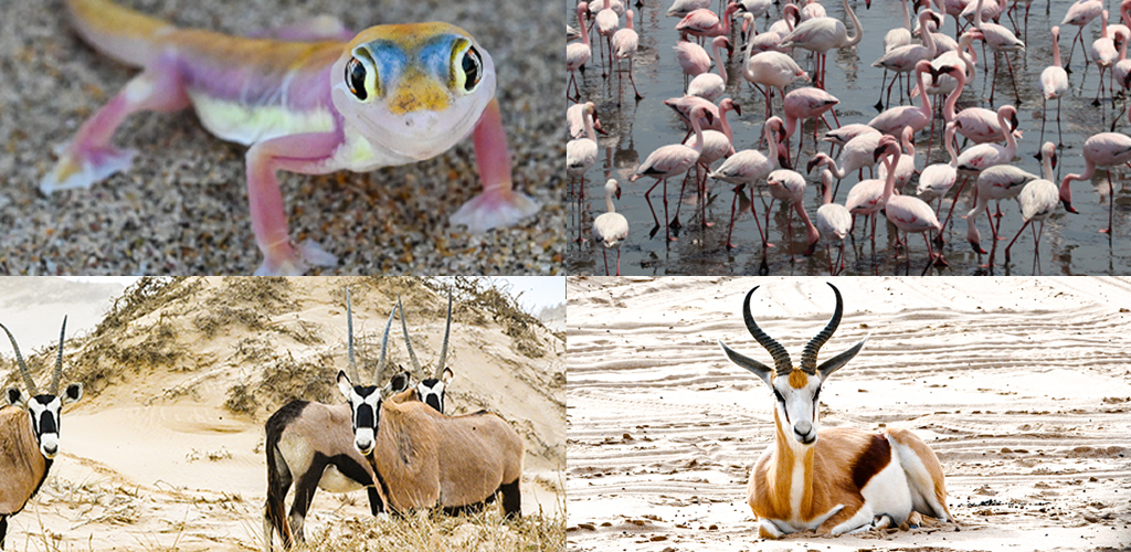 Sandwich Harbour 4x4 dune safaris Swokopmund walvis bay oryx flamingo whales seals mola mola pelican 