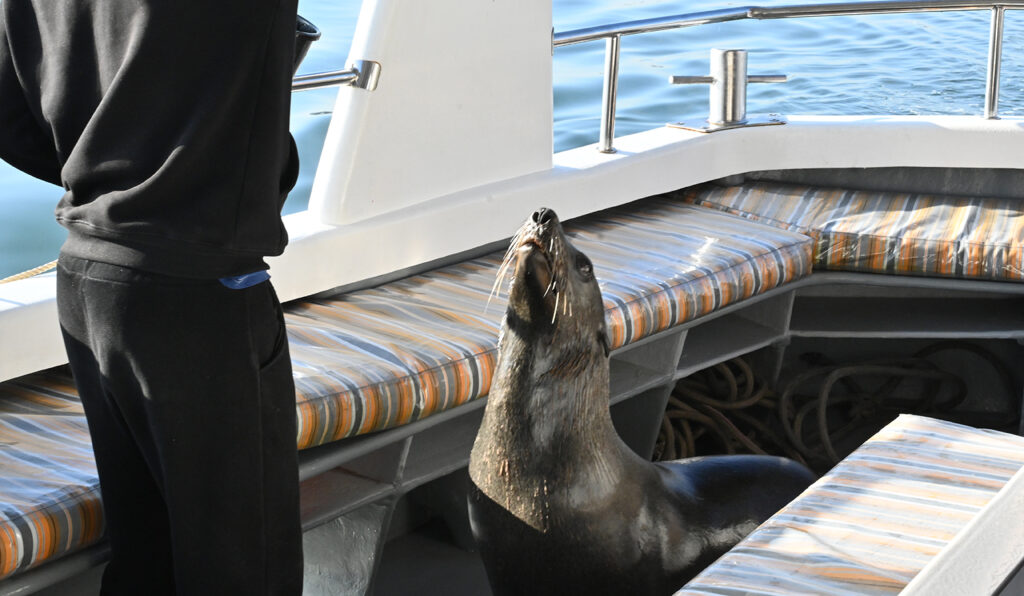 Pangaea Dune Tours walvis bay waterfront Namibia Swakopmund
Sandwich Harbour Desert Dune Tours Safari 4x4 
Marine Cruise Pelican Point, Seal Colonies Birds, Dolphins & Whales
oryx flamingo mola mola pelican 