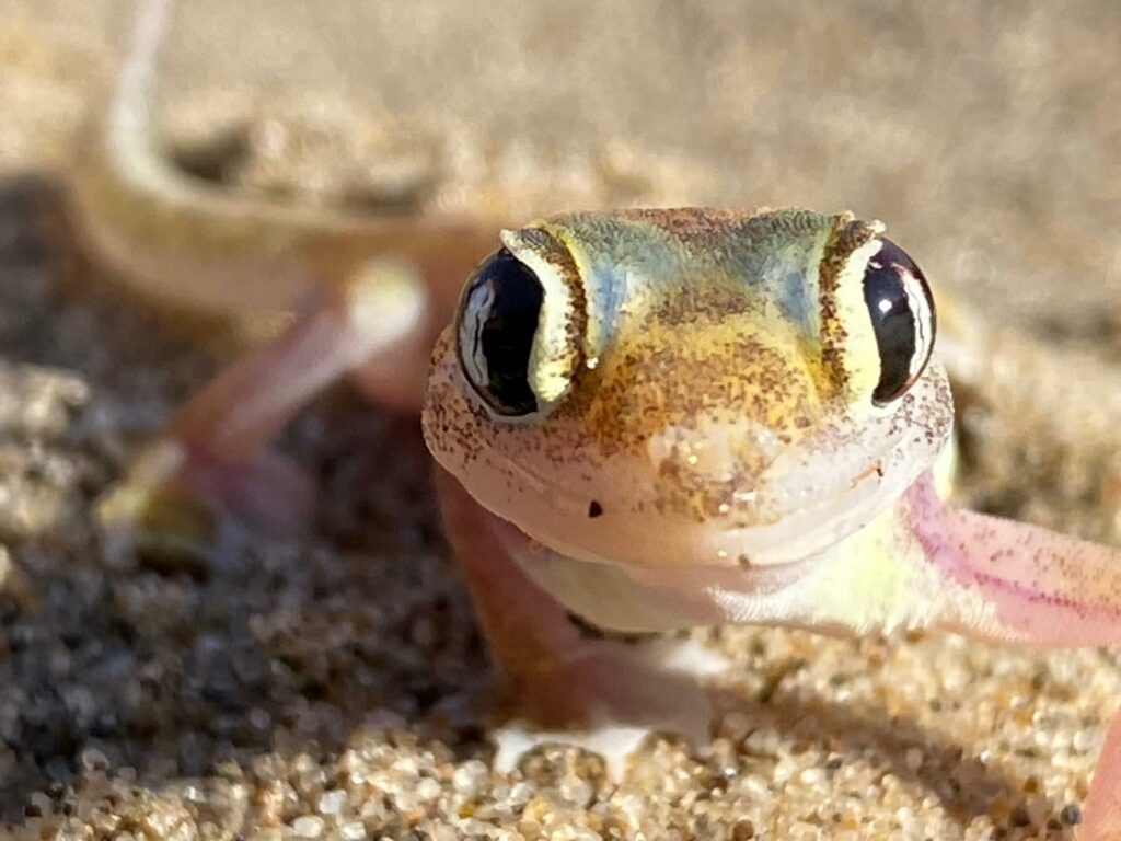 Pangaea Dune Tours walvis bay waterfront Namibia Swakopmund Sandwich Harbour Desert Dune Tours Safari 4x4 Marine Cruise Pelican Point, Seal Colonies Birds, Dolphins & Whales oryx flamingo mola mola pelican